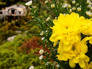 Burial Ground