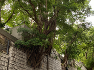 Ombudsman Office mediated in a risk of tree collapse-case