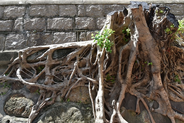 felled tree